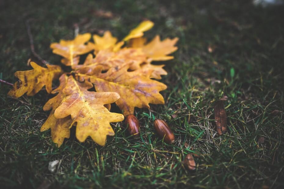 acorn-autumn-bright-6207-1765143